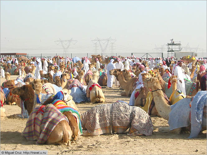 United Arab Emirates: Dubai: Enough camels?