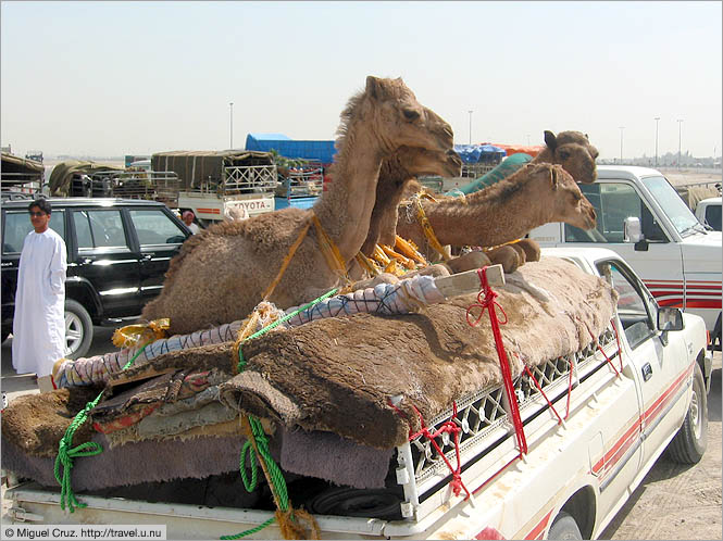 United Arab Emirates: Dubai: Transporting young camels