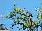 Flying foxes in the Domain