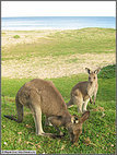 Seaside kangaroos