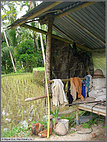 In the rice field hut
