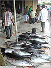 Fish market on the southern edge