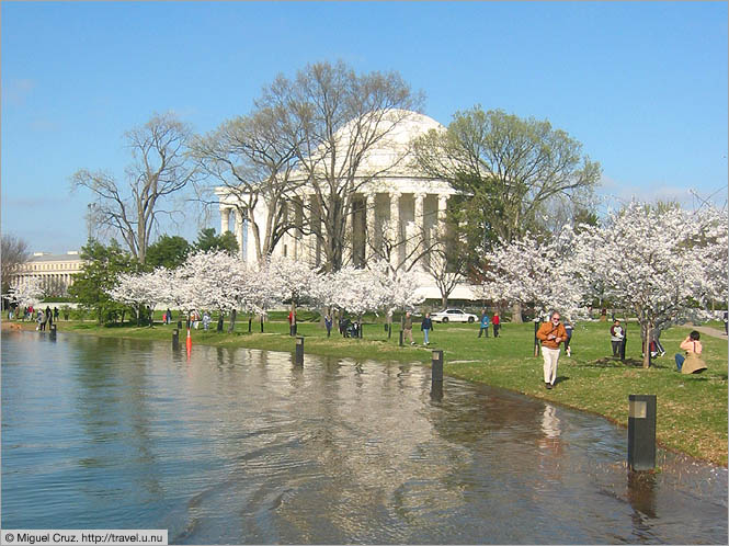 United States: Washington DC: Cherry blossom soup