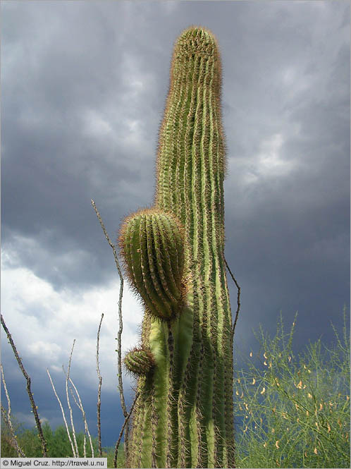 United States: Arizona: Saguaro in Scottsdale